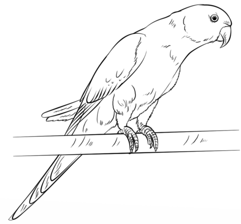 Rose Ringed Parakeet Coloring Page